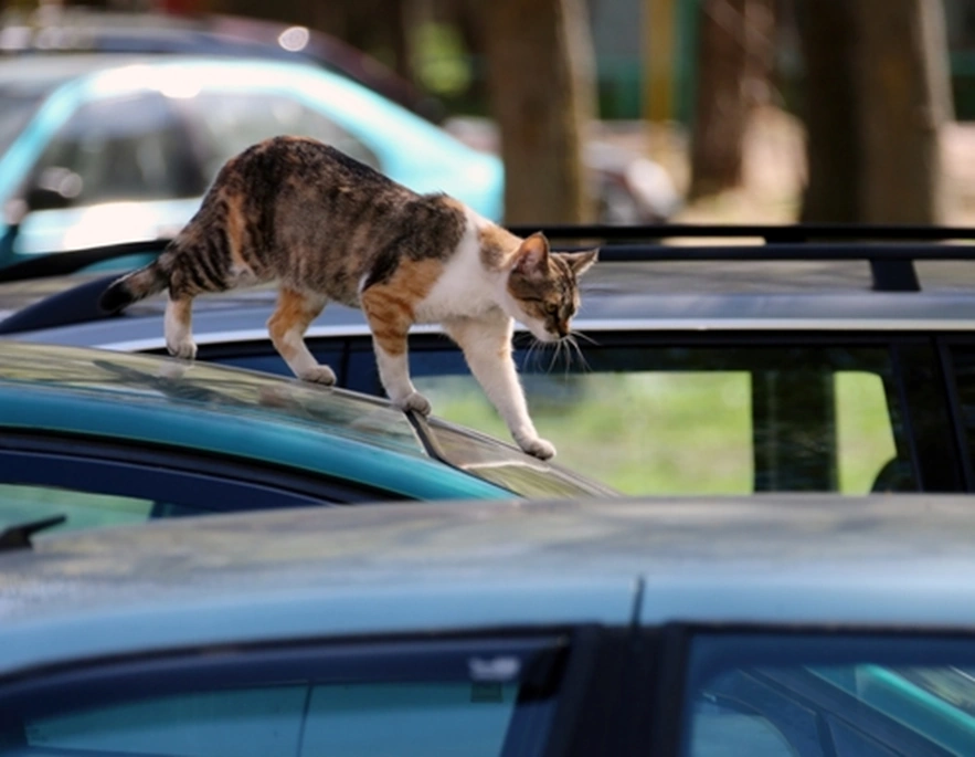 cat on a car